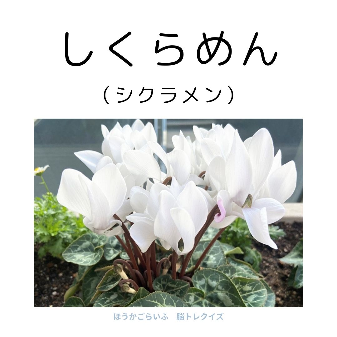 高齢者向け（無料）言葉の並び替えで脳トレしよう！文字（ひらがな）を並び替える簡単なゲーム【花の名前】健康寿命を延ばす鍵